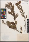 Foto von Salix cinerea L.